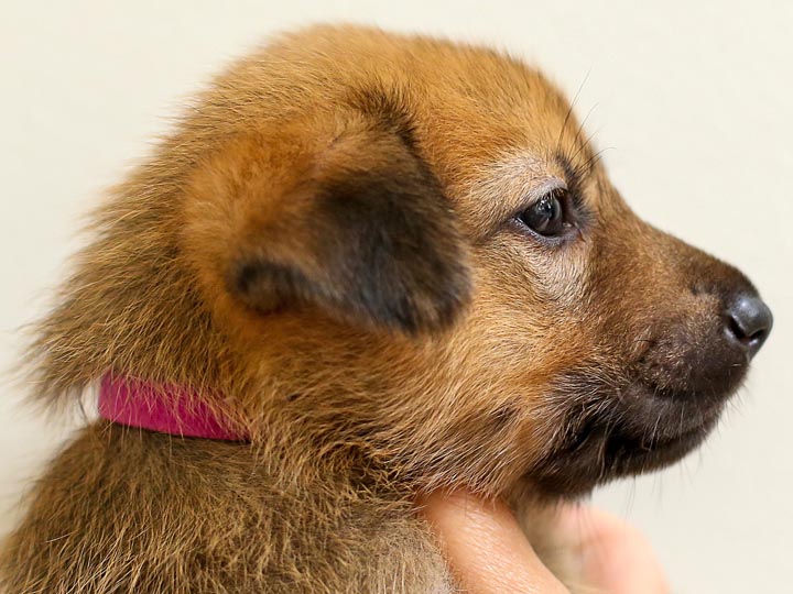chinook puppy